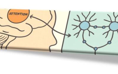 Attention in Contemporary Consciousness Science