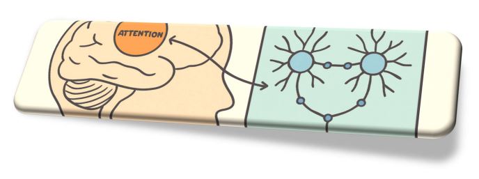 Attention in Contemporary Consciousness Science